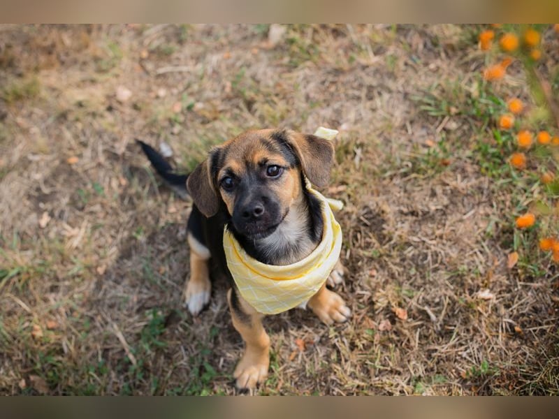 Chip 230691: Hundekind sucht ein Zuhause