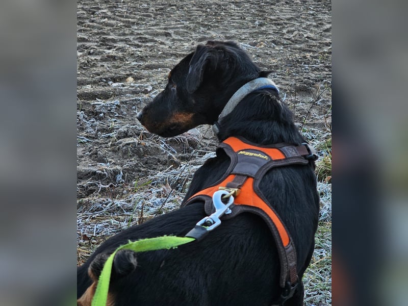 Holly: sucht DRINGEND ihre Endstelle zum Ankommen in 74906 Bad Rappenau