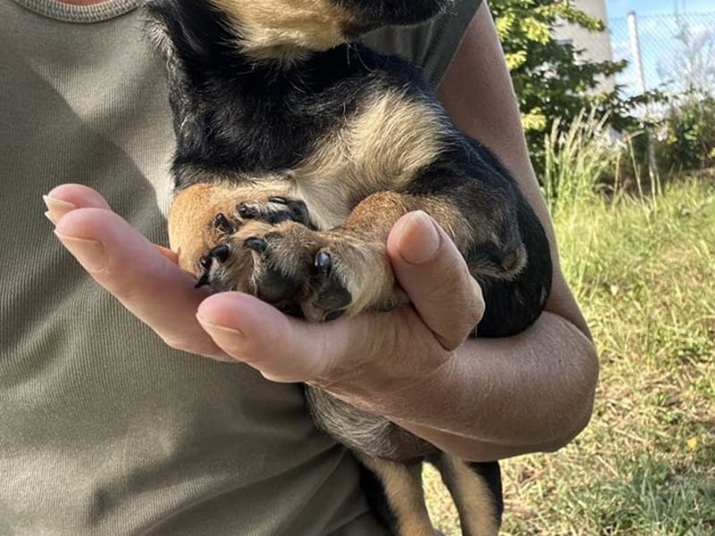 Chip 269814: Hundekind sucht ein Zuhause