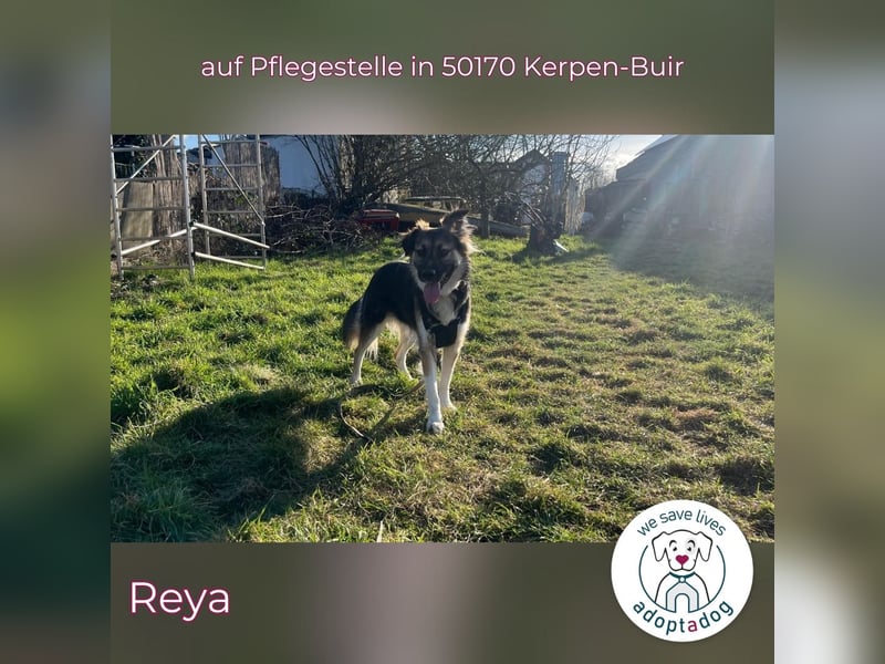 Reya: Wunderschön und voller Energie (auf Pflegestelle in 50170 Kerpen-Buir)