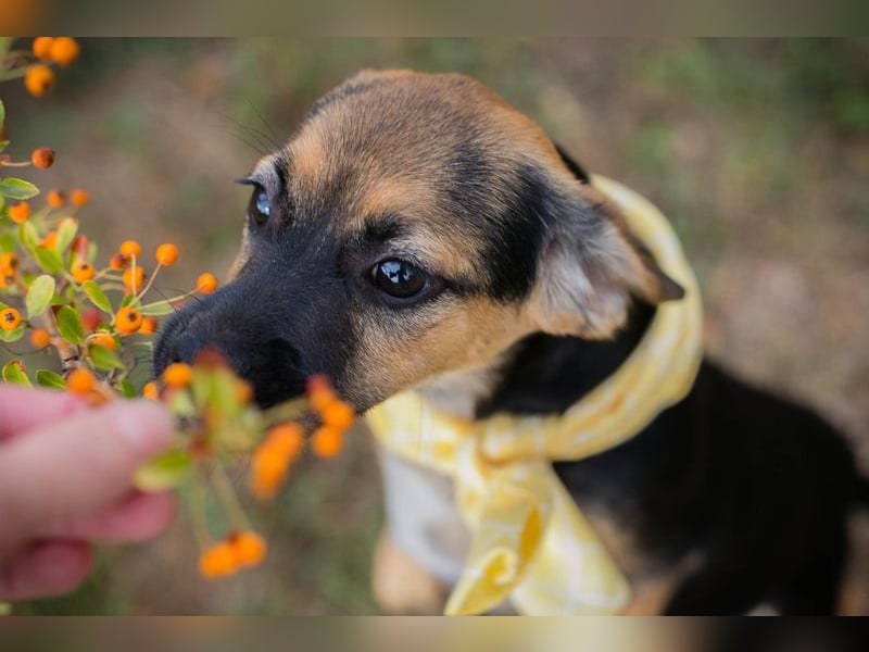 Chip 230691: Hundekind sucht ein Zuhause