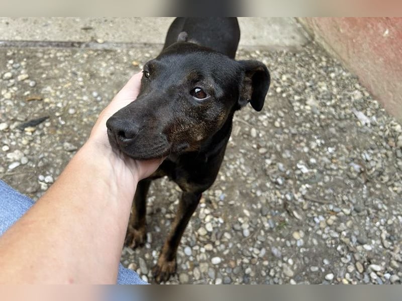 Chip 2182163: Sucht ein Zuhause