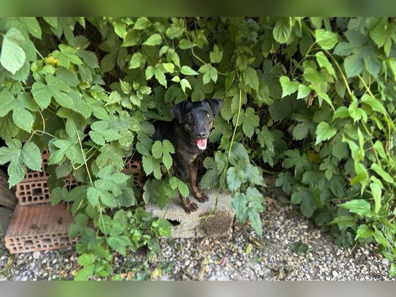 Chip 2182163: Sucht ein Zuhause