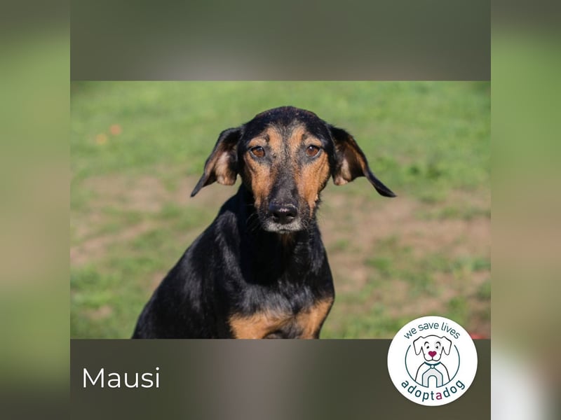 Mausi: sucht ihr Glück