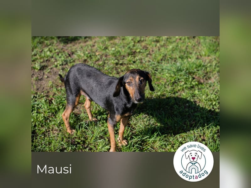 Mausi: sucht ihr Glück