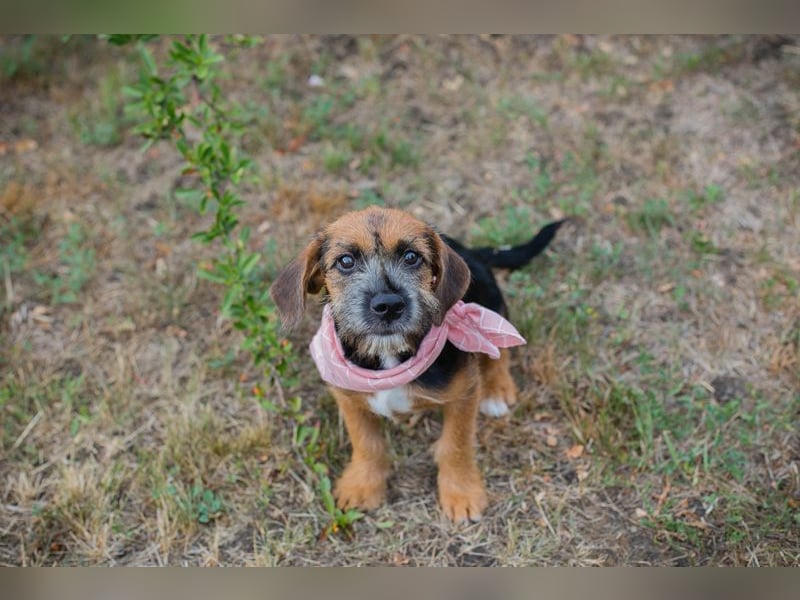 Chip 230598: Hundekind sucht ein Zuhause