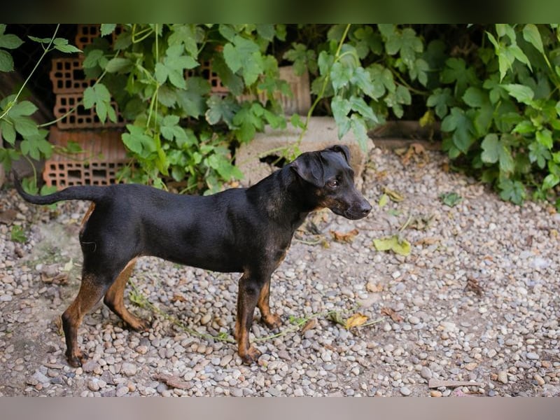 Chip 2182163: Sucht ein Zuhause