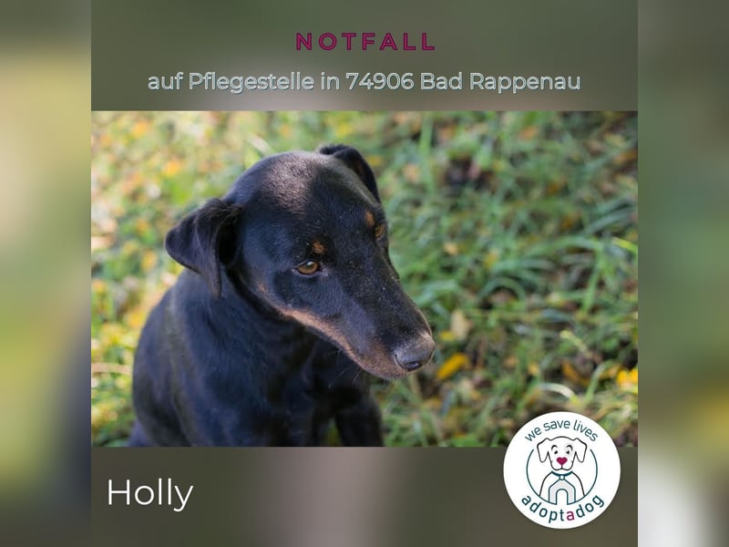 Holly: sucht DRINGEND ihre Endstelle zum Ankommen in 74906 Bad Rappenau