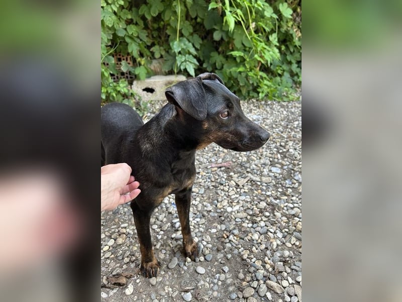 Chip 2182163: Sucht ein Zuhause