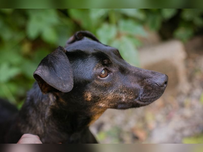 Chip 2182163: Sucht ein Zuhause