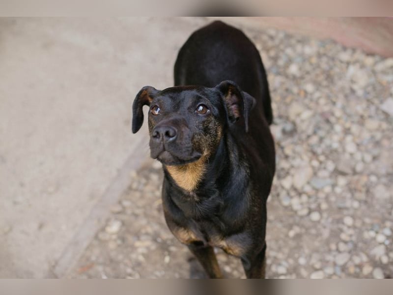 Chip 2182163: Sucht ein Zuhause