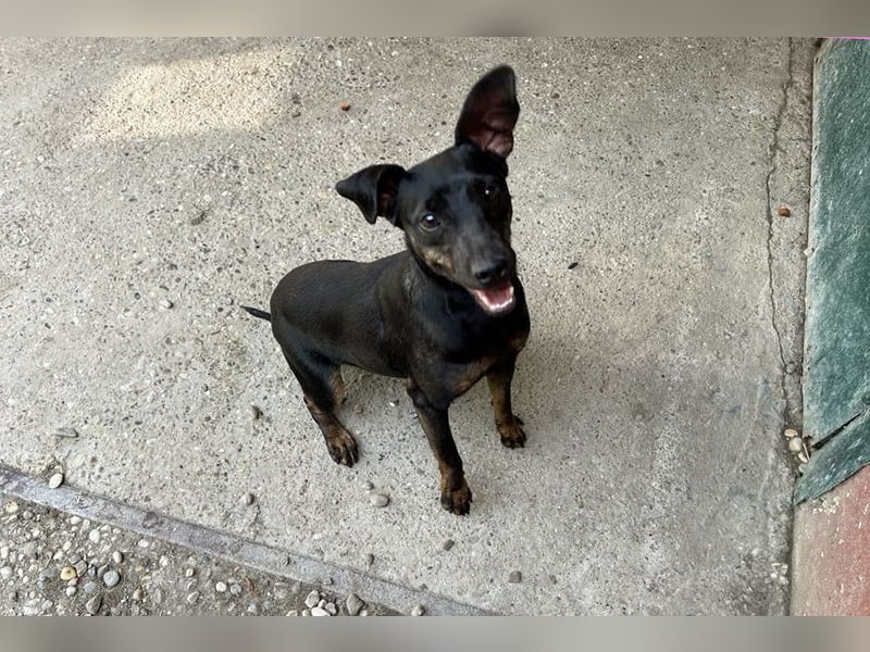 Chip 2182163: Sucht ein Zuhause