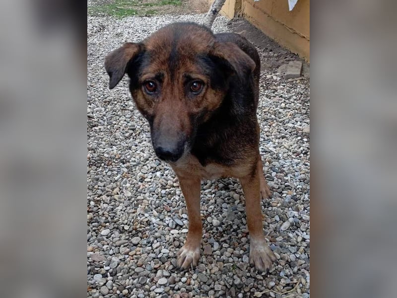Priya: Schenke mir Liebe!