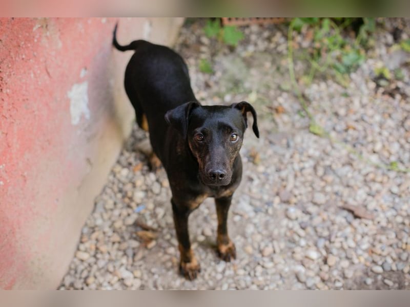 Chip 2182163: Sucht ein Zuhause