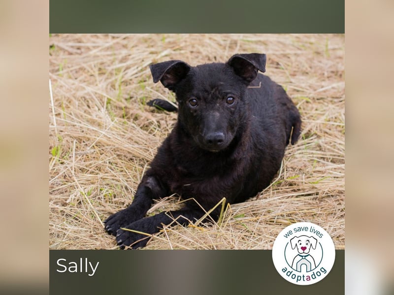 Sally: Sucht ein Zuhause