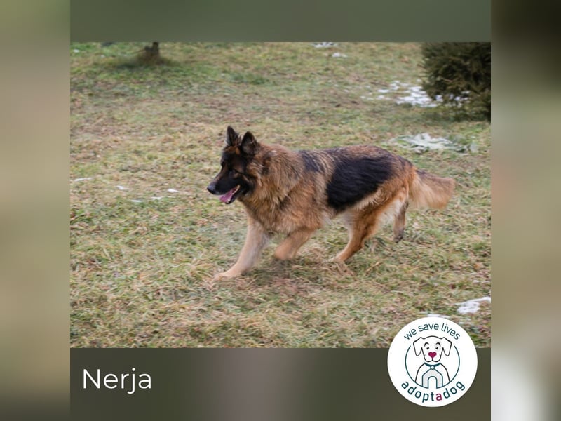 Nerja: Sucht ein Zuhause