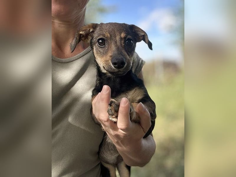 Chip 269814: Hundekind sucht ein Zuhause