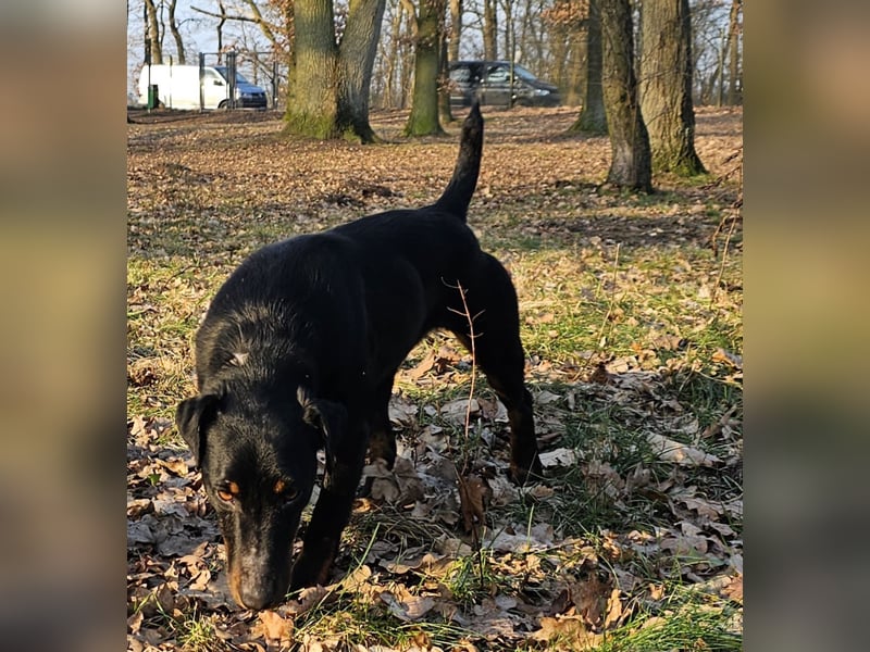 Holly: sucht DRINGEND ihre Endstelle zum Ankommen in 74906 Bad Rappenau