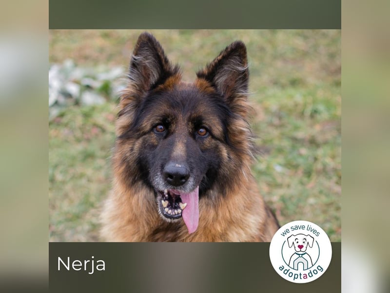 Nerja: Sucht ein Zuhause