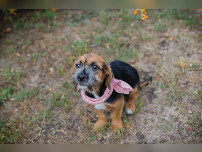 Chip 230598: Hundekind sucht ein Zuhause