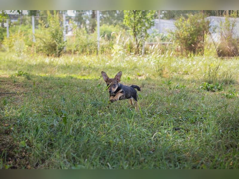 Chip 269814: Hundekind sucht ein Zuhause