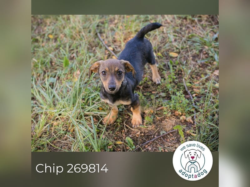 Chip 269814: Hundekind sucht ein Zuhause