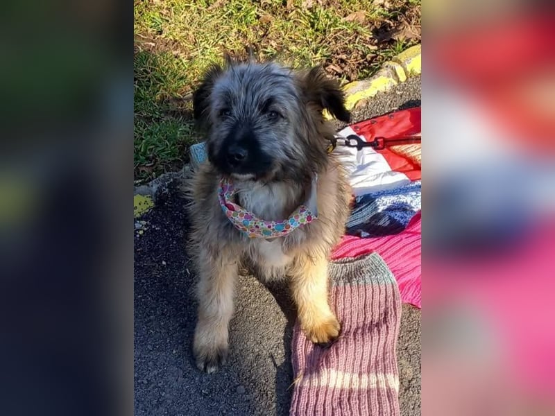 Heidi – kleine Wuschelmaus überlebt Hausbrand
