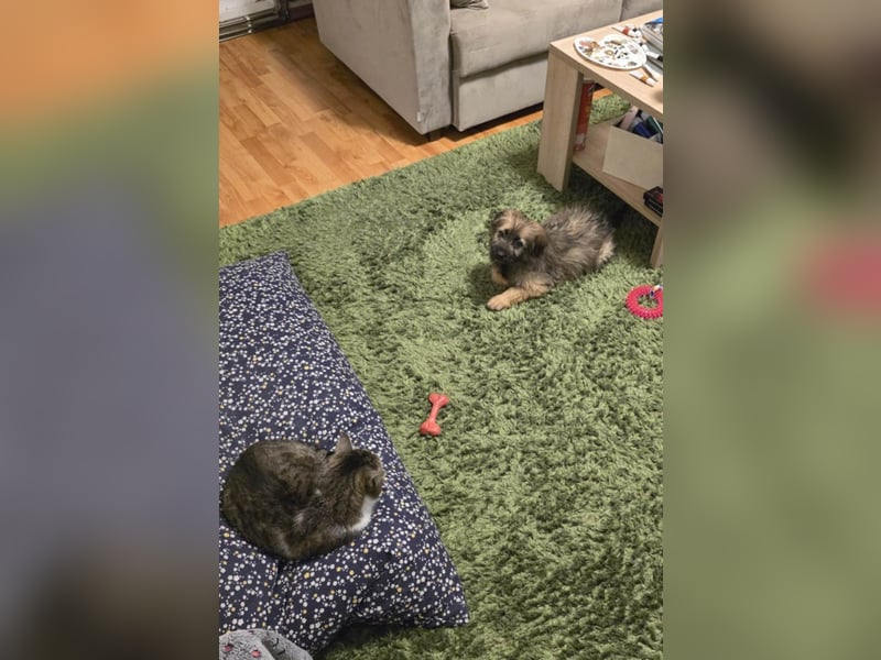 Zuckersüße Azzura sucht liebe Familie