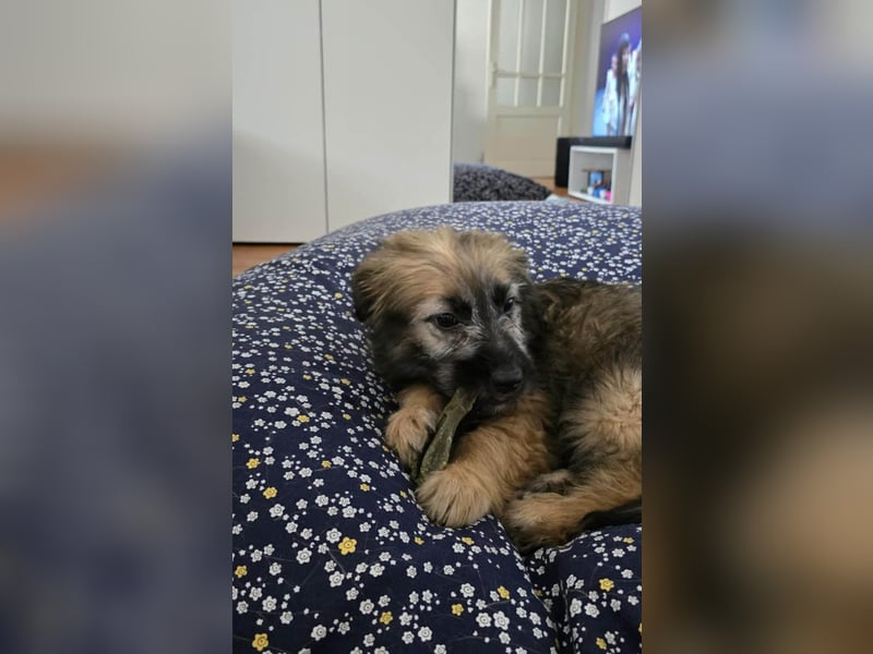 Zuckersüße Azzura sucht liebe Familie