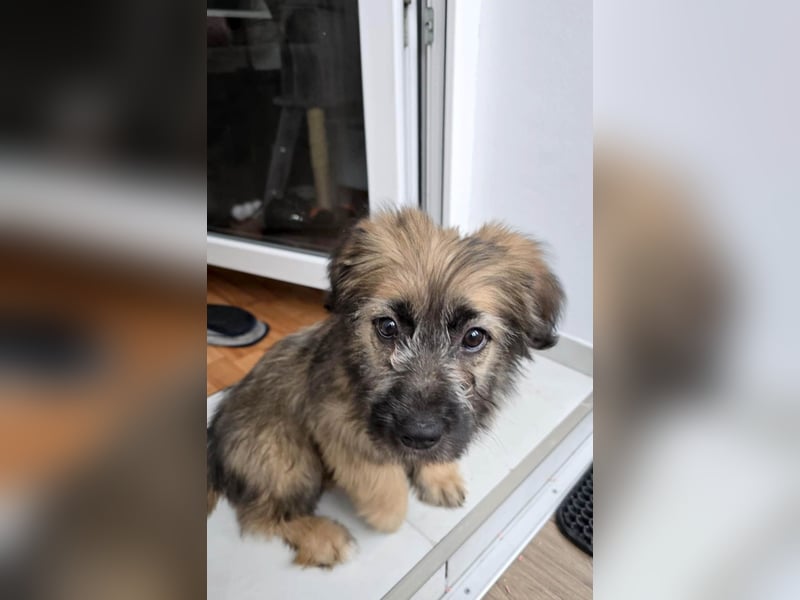 Zuckersüße Azzura sucht liebe Familie