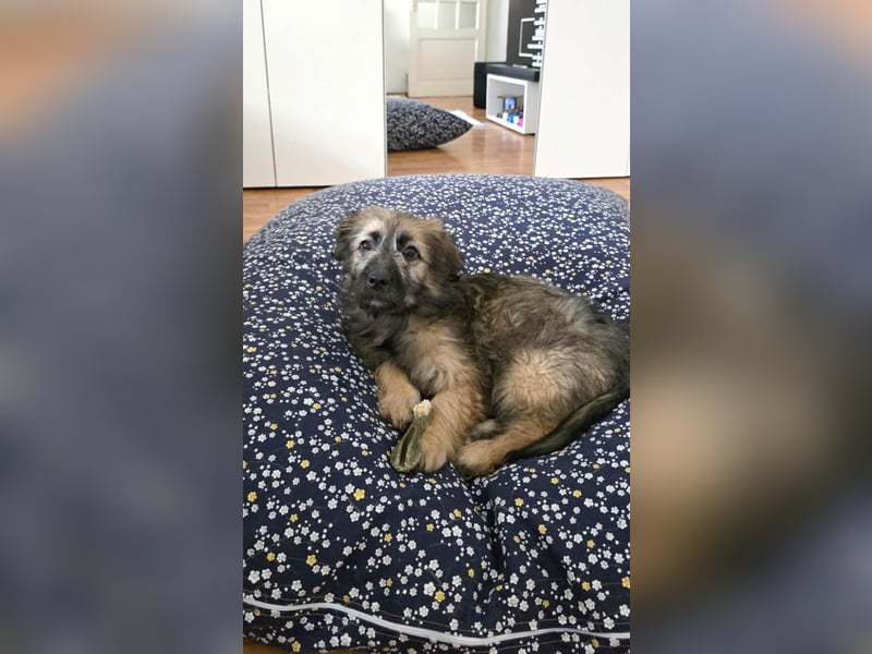 Zuckersüße Azzura sucht liebe Familie