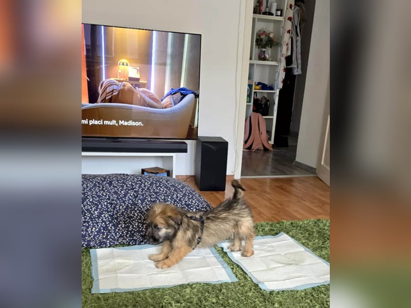 Zuckersüße Azzura sucht liebe Familie