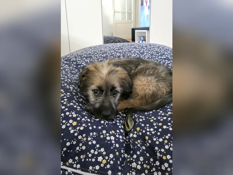 Zuckersüße Azzura sucht liebe Familie