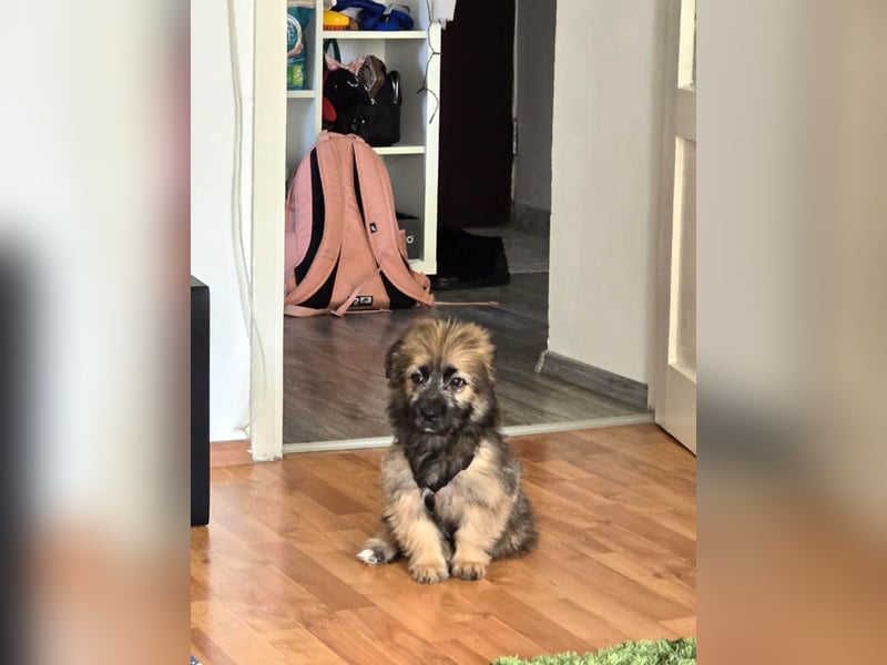 Zuckersüße Azzura sucht liebe Familie