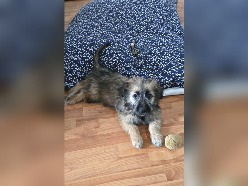 Zuckersüße Azzura sucht liebe Familie