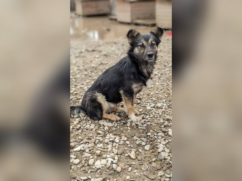 Malinka sucht ein ruhiges zu Hause