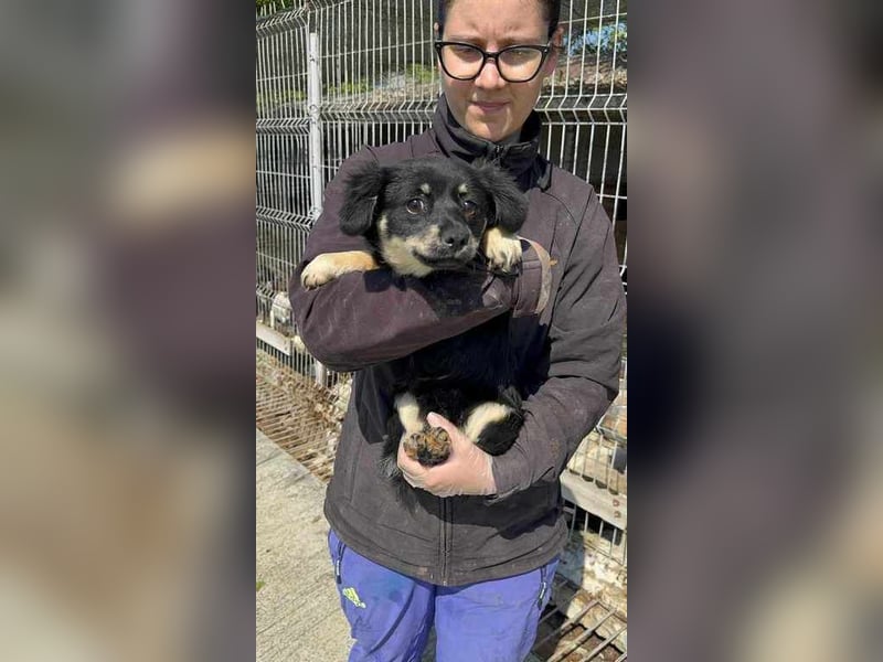 Kleine Trix sucht ihr Glück