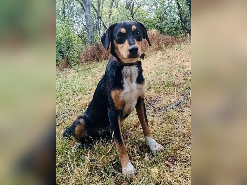 Cleo Tierschutzhund sucht ein Zuhause