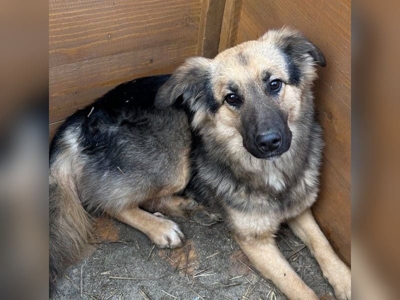 ⭐️DIANA⭐️, Hündin, 3 Jahre, 46cm, Mischling, Tierschutz