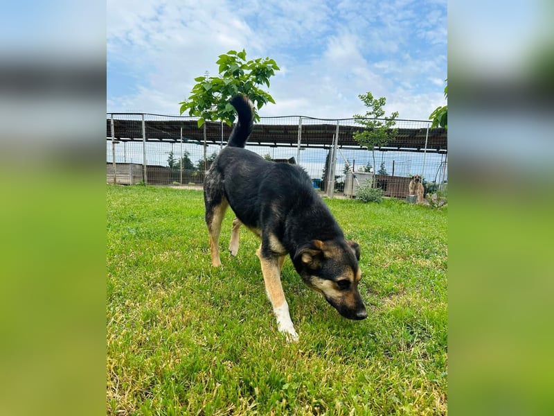 Carina Tierschutzhund sucht ein Zuhause