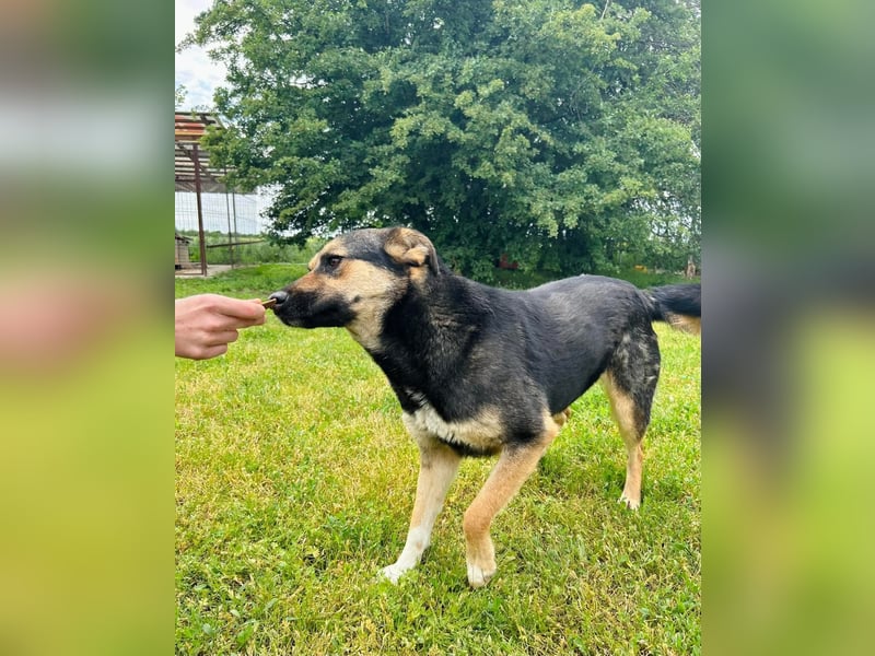 Carina Tierschutzhund sucht ein Zuhause