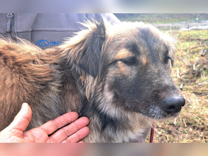 Die hübsche Roxi würde Rumänien so gerne verlassen