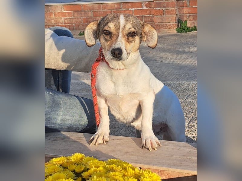 Süsses Hundemädel 30CM Moira sucht eigenes Zuhause