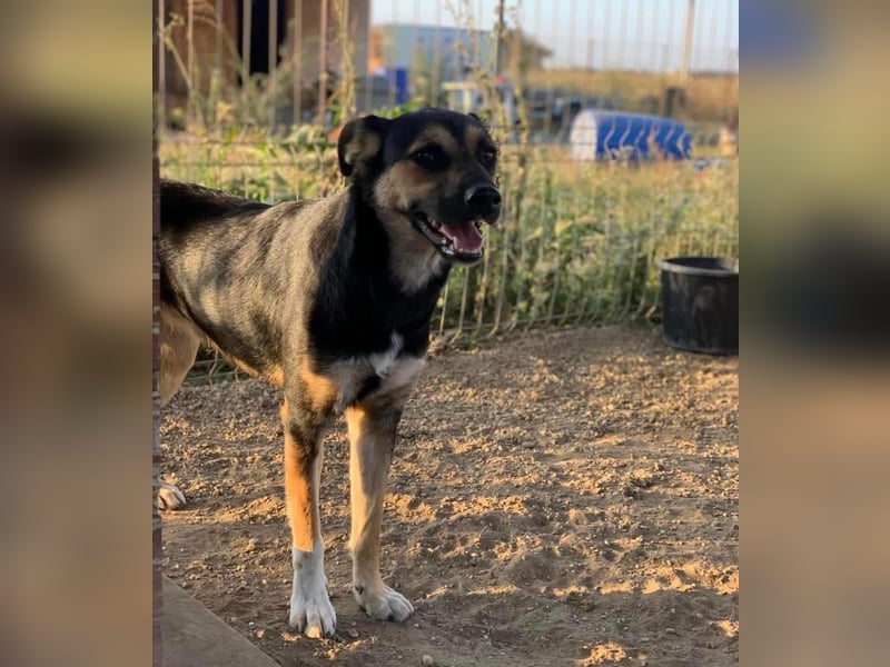 Carina Tierschutzhund sucht ein Zuhause