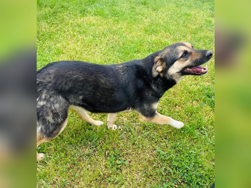 Carina Tierschutzhund sucht ein Zuhause