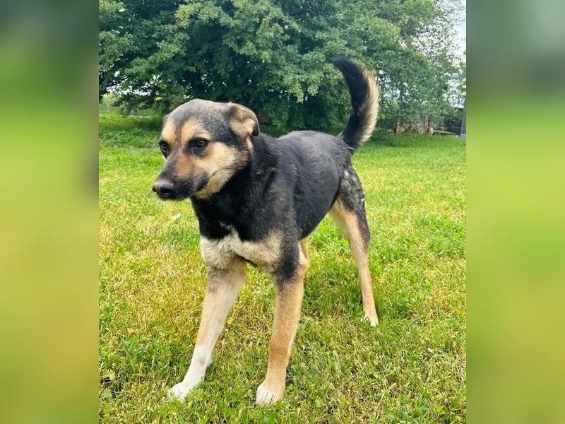 Carina Tierschutzhund sucht ein Zuhause