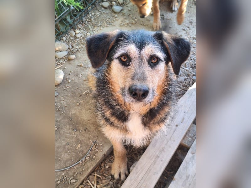 Priya Tierschutzhund sucht ein Zuhause