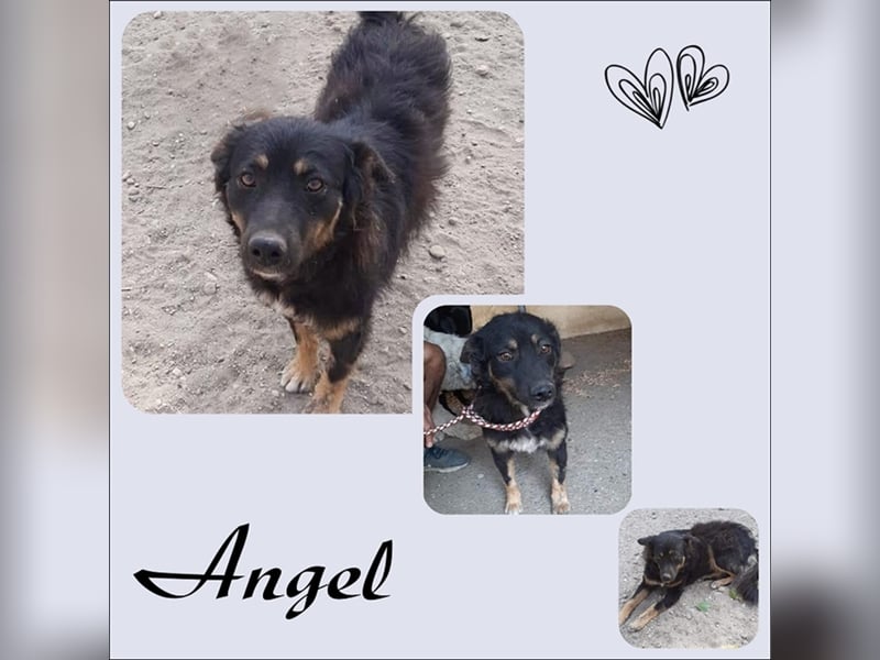Unser Engel ANGEL sucht ihre Menschen!