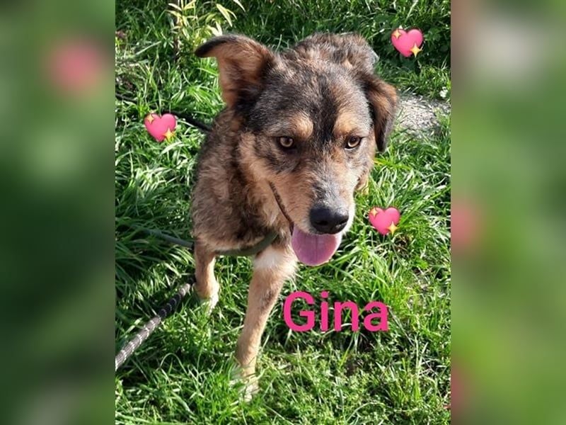 Gina, ca 30 cm , möchte Rumänien ganz schnell verlassen