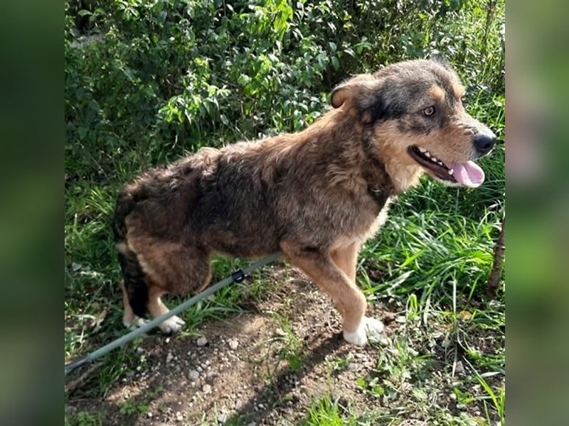 Gina, ca 30 cm , möchte Rumänien ganz schnell verlassen